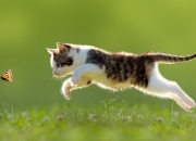 开云体育-浓眉遮天蔽日，新疆队憾负独行侠，悬念早逝引深思