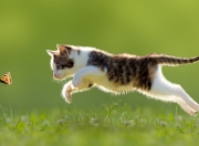 开云体育-浓眉遮天蔽日，新疆队憾负独行侠，悬念早逝引深思