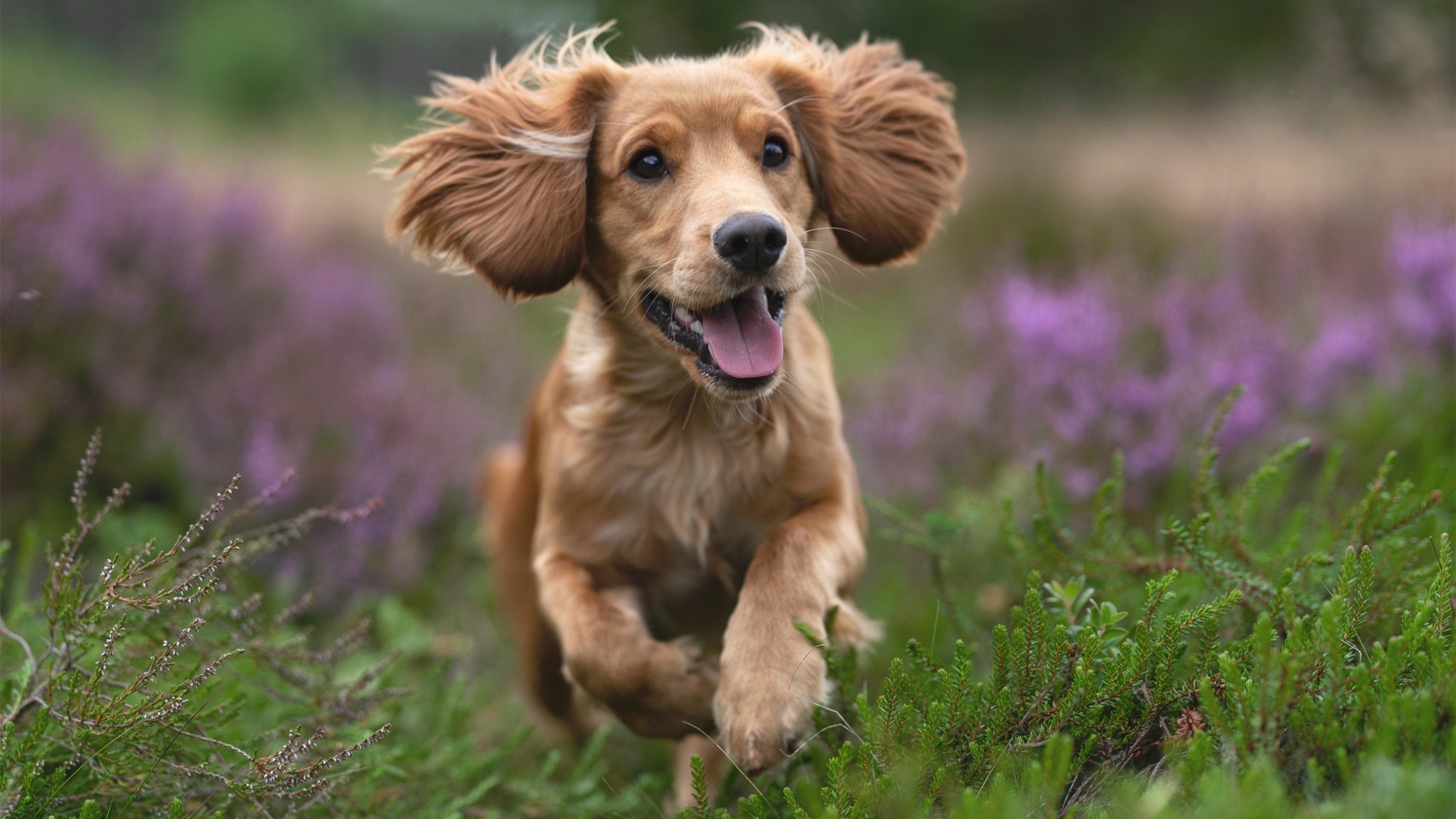 浓眉遮天蔽日，新疆队憾负独行侠，悬念早逝引深思